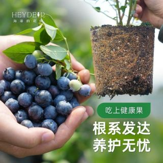 海蒂的花园 蓝莓果树盆栽 阳台种植北方南方庭院地栽大果多年生果树