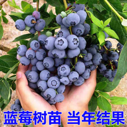 蓝莓树苗 L25 特大果耐寒 6年大苗当年结果 盆栽