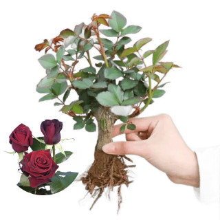 致荟树 玫瑰花苗 四季开花   5颗