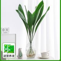  壹植 好养活 水培一叶兰