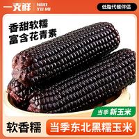一支鲜 东北黄糯玉米250g*10棒