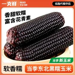 一支鲜 东北黄糯玉米250g*10棒