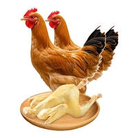  土满鲜 山林散养 童子鸡