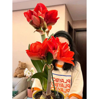  憶芗 荷兰 朱顶红种球