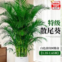 临雅 好养活 散尾葵