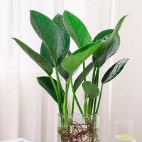 花耀飞 好养活 水培植物