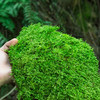  月娥 鲜活 青苔藓