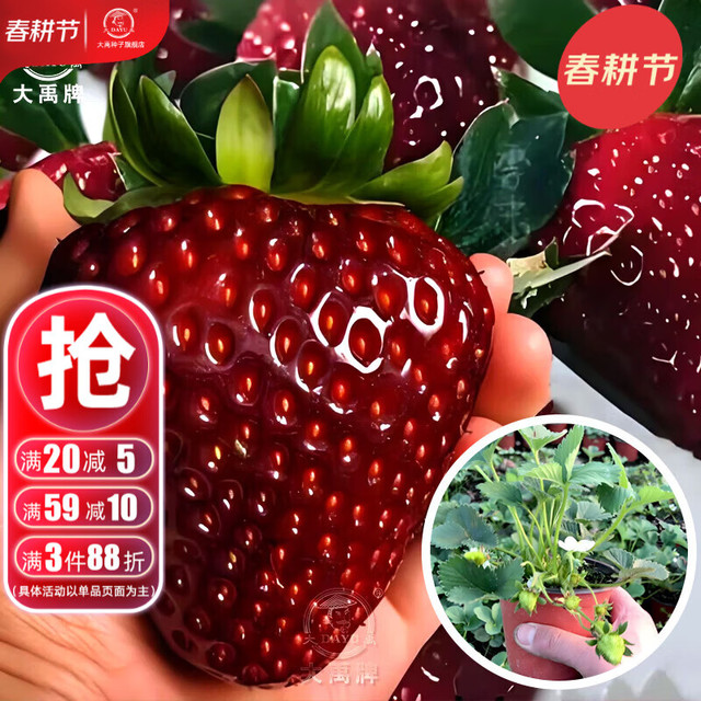 大禹 红颜牛奶草莓苗 盆栽 带盆带土