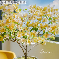 虹越 花彩“苏瓦娜”1.25加仑藤条款盆栽阳台庭院好养易爆花
