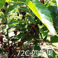  龙辰语 四季长果 桑葚果树苗