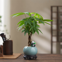 八芽 盆栽发财树植物室内禅意招财树盆景办公室桌面绿植源头直发 辫子发财树-圆肚盆-熊猫-密胺托 含盆