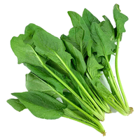 绿食者 新鲜时令 菠菜