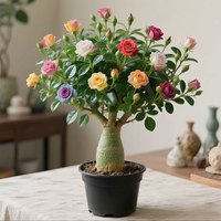 艾莹 当年开花 沙漠玫瑰盆栽