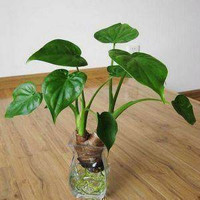 xinganhe/鑫干和 水培土培 滴水观音植物