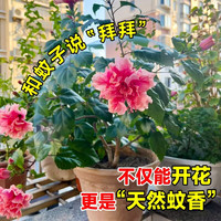  壹植 重瓣带花苞 木槿花盆栽