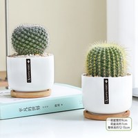 谷多朵 清新空气 仙人球盆栽 含盆