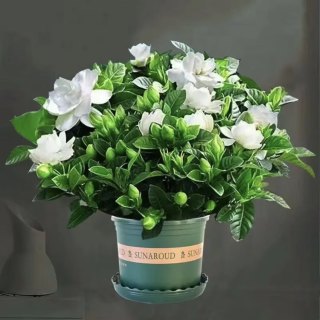 栀子花盆栽花卉植物室内阳台水培绿植浓香型树苗四季好养 90栀子花