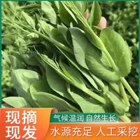  农大姐妹 新鲜 豌豆尖
