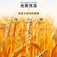  天山 口感筋道 中筋小麦粉