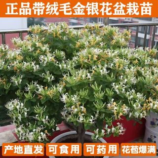 金银花苗盆栽爬藤植物可食用药用泡茶泡水四季开花耐寒花卉绿植 金银花-裸根1棵