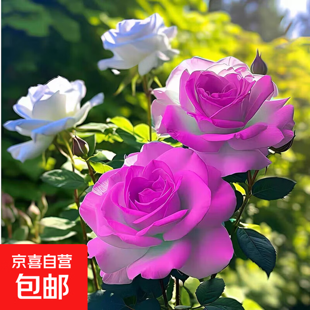 昆明玫瑰花苗盆栽 34梦幻