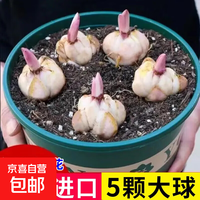 京喜自营-专用品牌 香水百合种球 花卉植物 室内外盆栽 混搭1个百合球