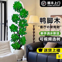  叹为观止 好养 发财树盆栽