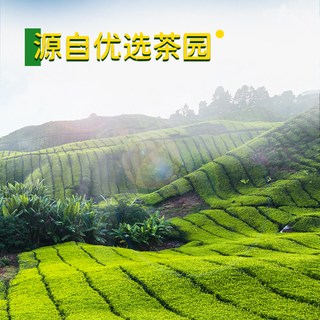  Lipton/立顿 茉莉花茶