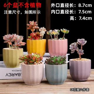 多肉花盆陶瓷特价清仓  8.7*7.5*7.4多肉盆6个