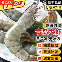 虾有虾途 青岛大虾白虾无冰净重2.8斤