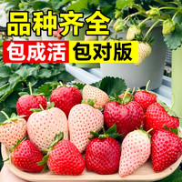 苏沥 四季结果 草莓苗