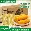  麦刻 香甜 黄糯玉米棒