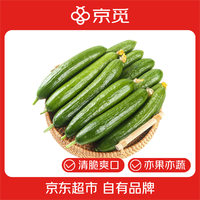 京觅 山东荷兰水果黄瓜 净重5斤 单果约70g