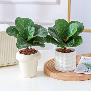 琴叶榕 办公室新客厅阳台网红ins风懒人桌面迷你绿植盆栽净化空气 琴叶榕（小）+星空水泥粉（小）（肥料1）