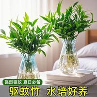 恰意 驱蚊竹柏