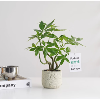 发财树盆栽花卉原生奇趣造型发财树客厅桌面绿植招财 五株奇趣发财树+星空水泥福袋