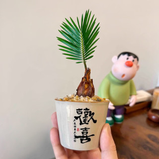 铁树禅意迷你小盆栽茶桌禅意摆件盆景办公室内 铁树+布丁杯（黄金沙1/营养液1/卡片1