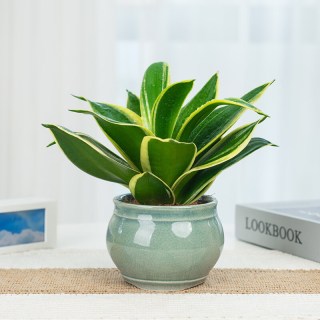 荷花兰盆栽  荷花兰+玛奇朵（小）（肥料1/水晶砂1）