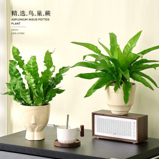 火焰鸟巢蕨绿植盆栽 鸟巢蕨+螺纹奶油 办公室工位四季盆栽 室内好养 高级感耐阴植物
