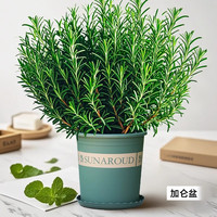  KaiShiguo Plants/开时果 可食用 迷迭香盆栽