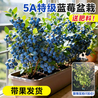 临雅 蓝莓树果苗盆栽蓝梅树苗带大果草莓室内耐寒南北方车厘子四季结果 F6 1加仑高≥50cm，