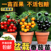 京喜自营-专用品牌 爆满盆盆栽矮生番茄秧苗红黄黑小番茄种子樱桃小西红柿盆栽阳台 AAA:盆栽番茄苗【3棵红+3棵绿+3颗黄