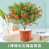  壹植 石榴树盆栽