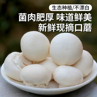  文枝 新鲜 口蘑