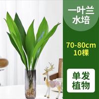  爱你一万年 一叶兰