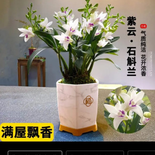 劉閣蘭花 紫云泼墨石斛兰花苗 现带花苞出售室内阳台掌上花卉好养绿植盆栽 紫云石斛8苗带2花带仿瓷白盆