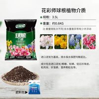 虹越 种球秘鲁朱顶红裸球 多年生球根花卉 阿拉斯加（24/26）