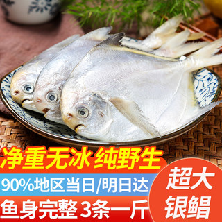  往牧 野生 银鲳鱼