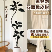  临雅 好养 橡皮树盆栽