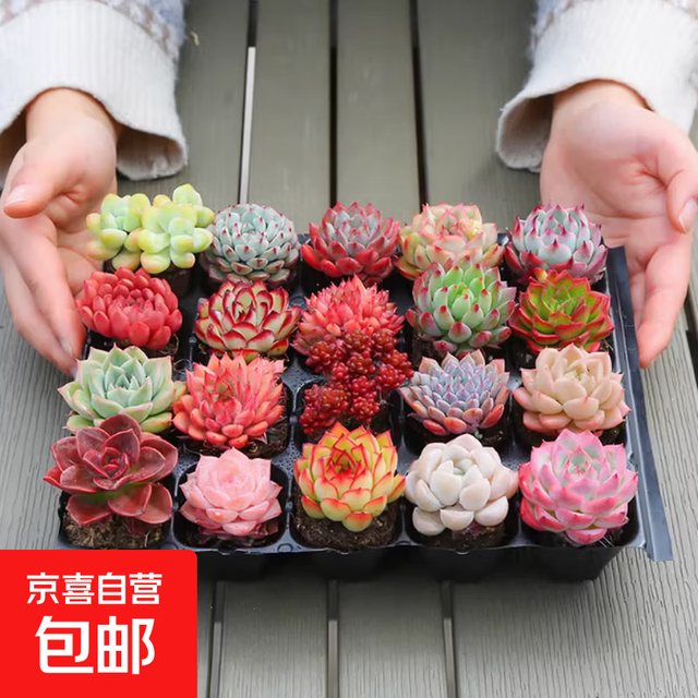 多肉植物盆栽 2颗不同品种多肉